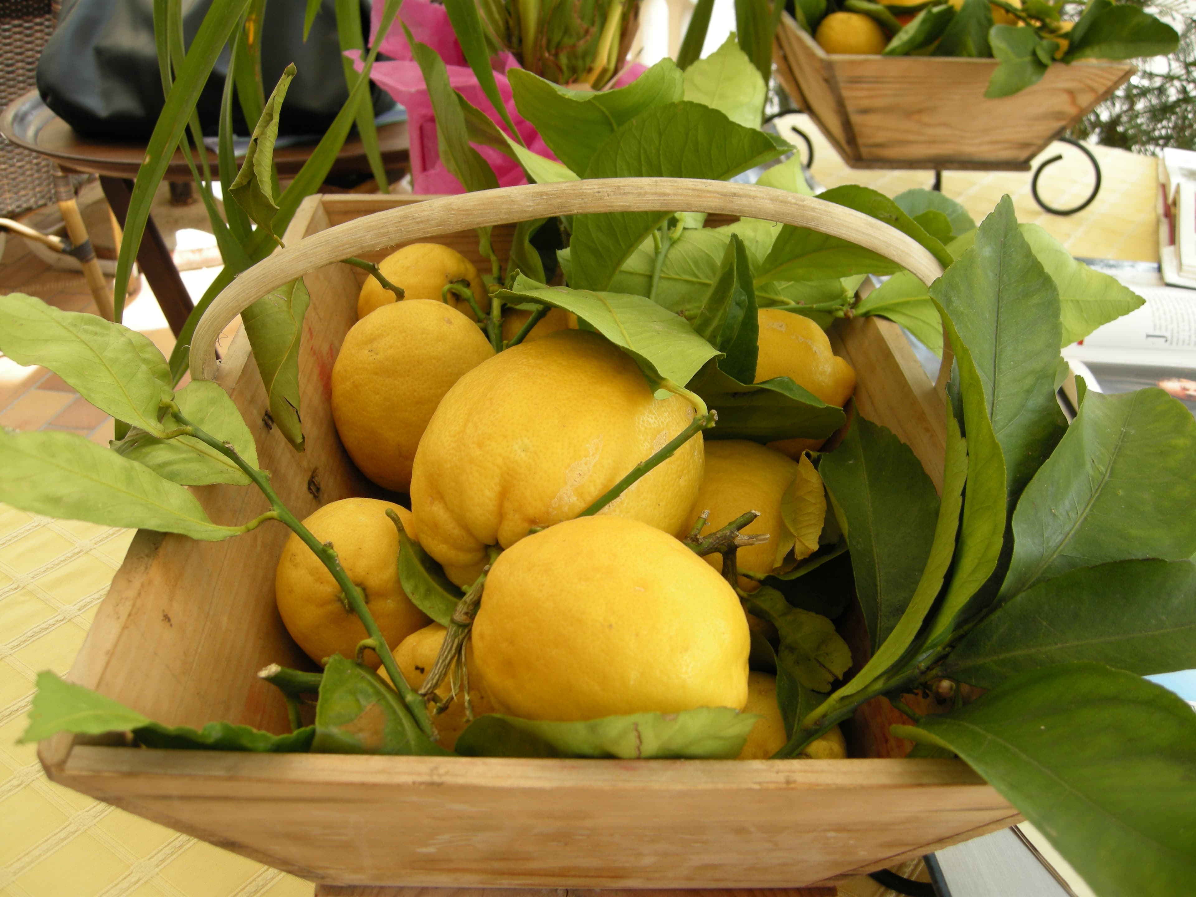 Il Limone di Mentone IGP